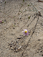 lessingia filaginifolia